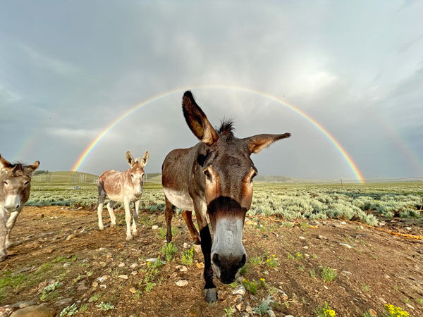 Bur-rainbow